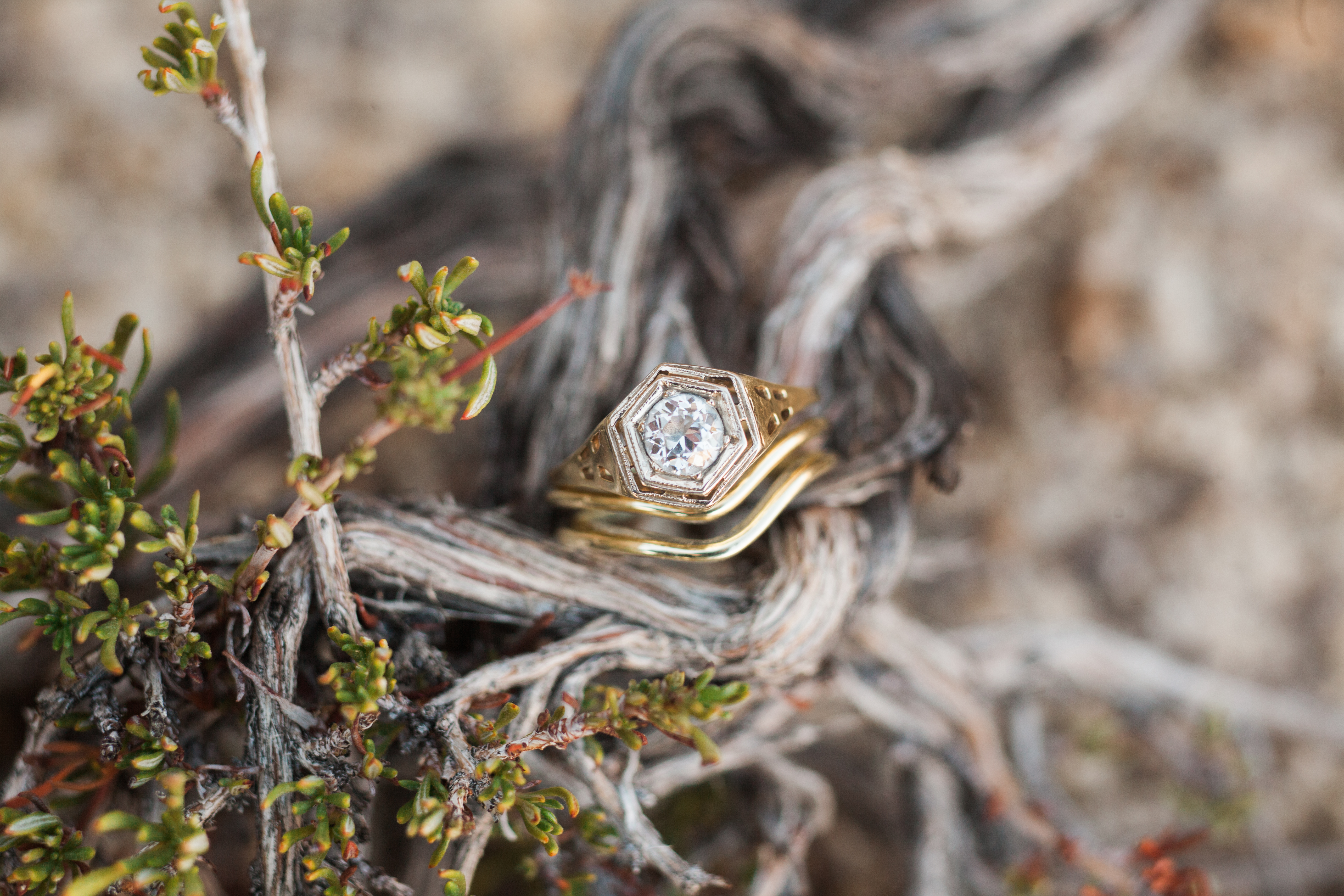 Joshua Tree National Park Wedding
