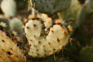 Sedona Engagement Session
