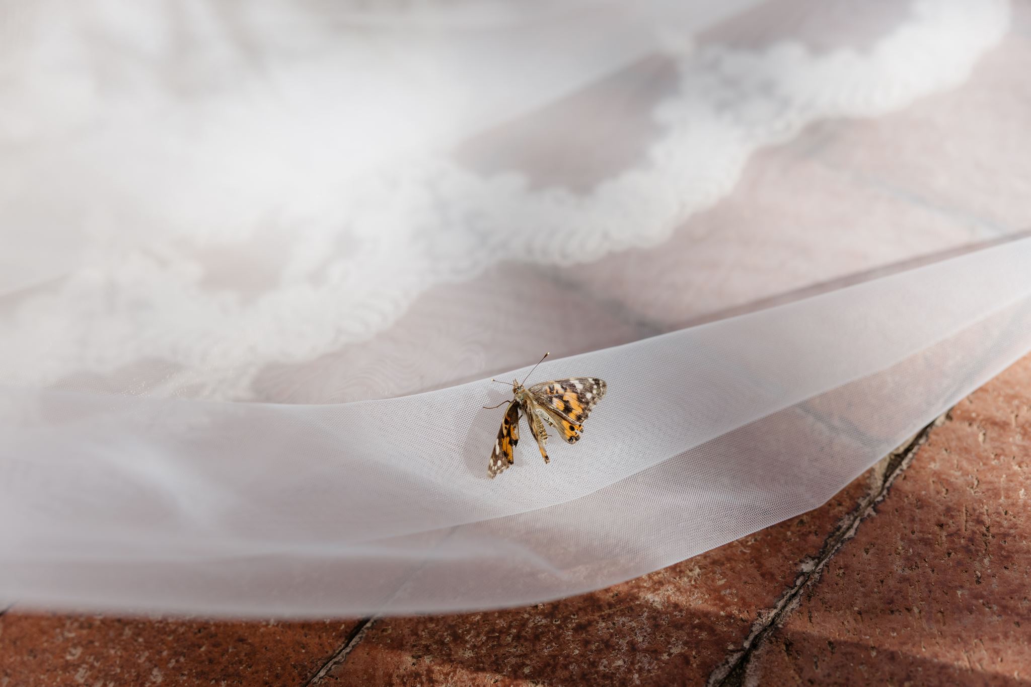 A butterfly resting on Kylie’s bridal veil after the ceremony release.